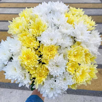 29 белых крупных хризантем за 18 090 руб. | Бесплатная доставка цветов по  Москве