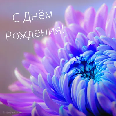 Хризантема игольчатая желтая | купить недорого | доставка по Москве и  области
