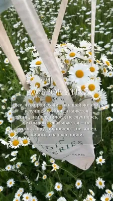 С добрым утром! ❀пожелания❀ ♪♫💚🧡☘️🧡💚♫♪ | Полевые цветы, Цветы, Луговые  цветы