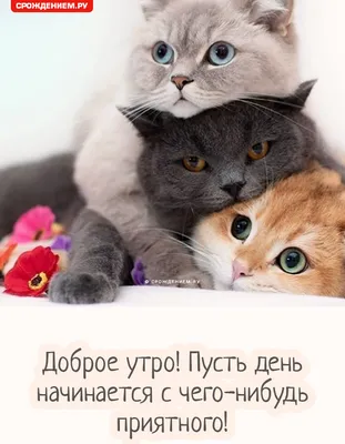 сдобрымутром #котики #утродоброе #красивоевидео | TikTok