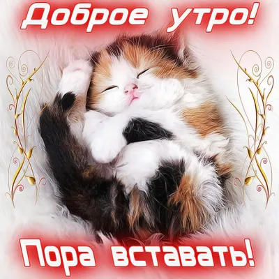 С добрым утром котики 😺💗!!!» — создано в Шедевруме