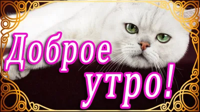 кофе :: доброе утро :: котэ (прикольные картинки с кошками) / смешные  картинки и другие приколы: комиксы, гиф анимация, видео, лучший  интеллектуальный юмор.