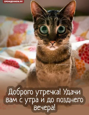 Доброго утра вам желает Такси Тихвин «Рыжий Кот» 🐈🐈🐈 +7-950-037-37-50  +7-958-17-17-217 | ВКонтакте