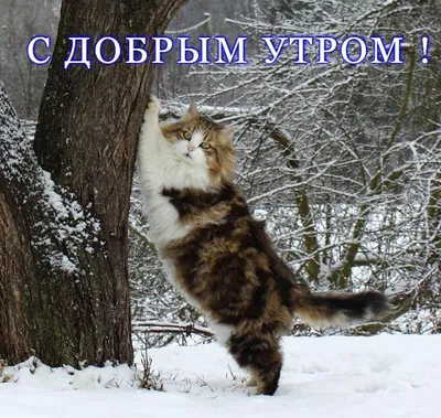 Картинки \"С Добрым Утром, Котик!\" (100+)