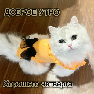 🌞ДОБРОЕ УТРО! КОТИКИ 🌞 ДОБРОГО УТРА 🌞 ДОБРОЕ УТРО / С ДОБРЫМ УТРОМ / ДОБРОЕ  УТРО КАРТИНКИ🌞 - YouTube