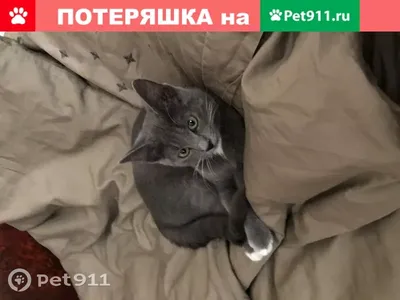 трёхцветная кошка :: гетерохромия :: котэ (прикольные картинки с кошками) /  смешные картинки и другие приколы: комиксы, гиф анимация, видео, лучший  интеллектуальный юмор.