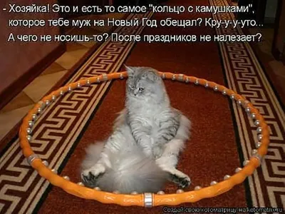 Прикольные картинки про кошек с надписью (82 фото)