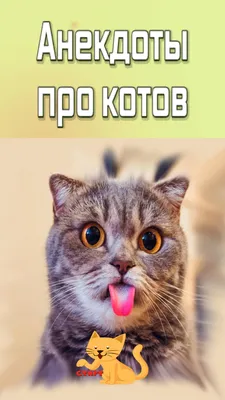 Анекдоты про котов — Яндекс Игры