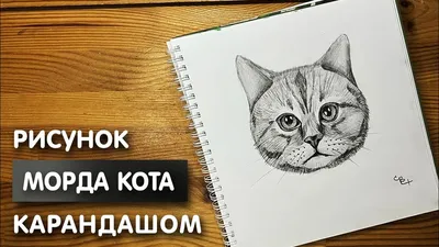 Рисунок рыжего кота Stock Vector | Adobe Stock