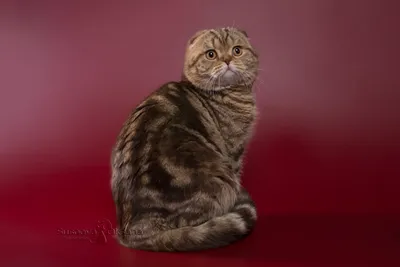 Lovely cats. Милые котики. PNG. | Милые котики, Милые детеныши животных,  Самые милые животные