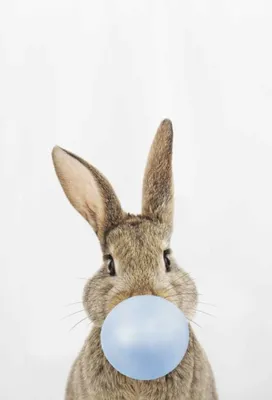 Зайцы и кролики: в чем отличия? Наталья Носова - YouTube