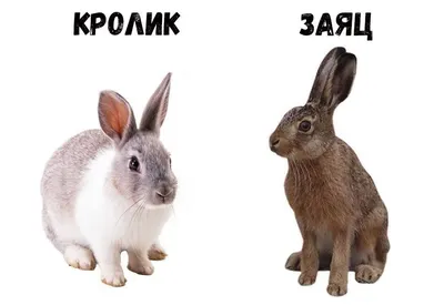 Как отличить зайца от кролика | Пикабу