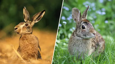 10 интересных отличий зайца от кролика | Приключения натуралиста | Дзен
