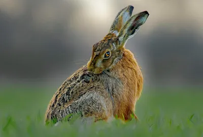 Отличие зайца от кролика. То о чем не знали Вы и Ваши дети. | Животные и  интересные факты о них! | Дзен