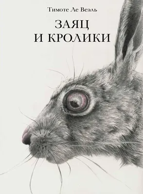 Чем отличается заяц от кролика? Всем! Описываем разницу по пунктам | Книга  животных | Дзен