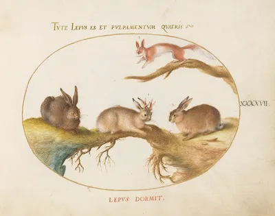 Заяц (рисунок) — Википедия