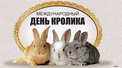 Hare, rabbit и bunny — это разные животные? Какое слово и когда  использовать?