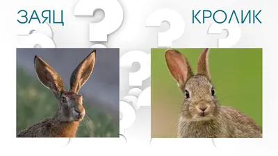 10 интересных отличий зайца от кролика | Приключения натуралиста | Дзен