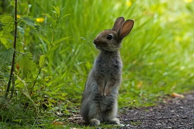 Кролики - это не прирученные зайцы! | Пикабу