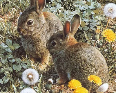 Чем кролик отличается от зайца