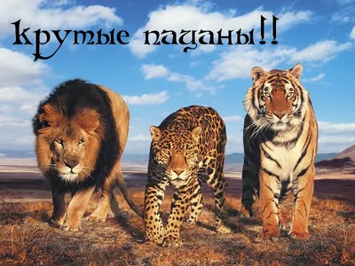 Обои с крутыми надписями на русском языке (43 фото) » рисунки для срисовки  на Газ-квас.ком