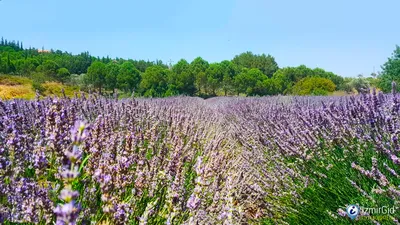 Лавандовые поля в Крыму: где найти и когда ехать (ФОТО)