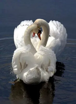 Хрустальный лебедь на фоне озера с…» — создано в Шедевруме