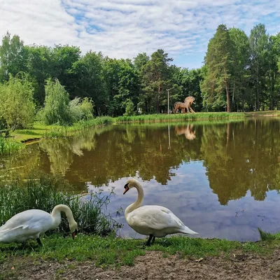 Фоторепортаж с озера Светлого с лебедями на Алтае: когда прилетают птицы и  как добраться - 4 февраля 2023 - НГС.ру