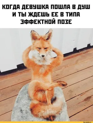 10yearchallenge / Лиса :: funny pictures :: fox :: упоротый лис :: смешные  картинки (фото приколы) :: sandbox :: fandoms :: фэндомы / картинки, гифки,  прикольные комиксы, интересные статьи по теме.