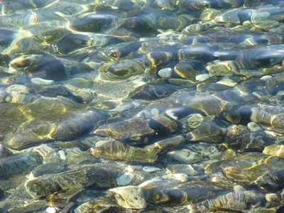 Морская Звезда Под Водой Над Коралловым Морским Дном — стоковые фотографии  и другие картинки Морская звезда - iStock