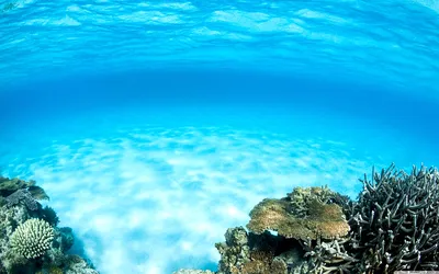 Морская Черепаха В Голубой Воде Над Песчаным Морским Дном. Тропический  Морской Характер Экзотического Острова. Оливковая Черепаха В Синей Морской  Воде. Зеленая Черепаха В Тропической Лагуне. Подводное Фото Симпатичного  Морского Животного Фотография ...