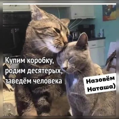 Автор мема «Наташа, мы все уронили» назвала причину для регистрации его как  товарного знака