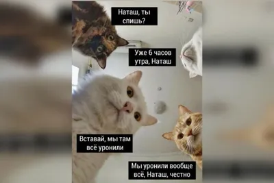 Наташа, вставай!». Песня про котов, которые всё уронили, стала вирусной -  SmolNarod.ru