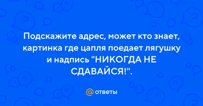 Позитивная надпись никогда не сдавайся концепции мотивации вдохновляющая  иллюстрация цитаты никогда не сдавайся. | Премиум векторы