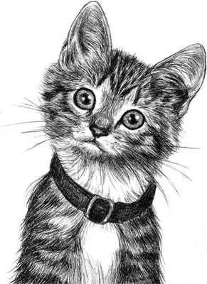 Рисунок кошки карандашом. Простые нарисованные картинки кошек. Более 30  рисунков кошек и котов, выполненных прост… | Рисунки, Дизайн картин на  холсте, Кошачий эскиз