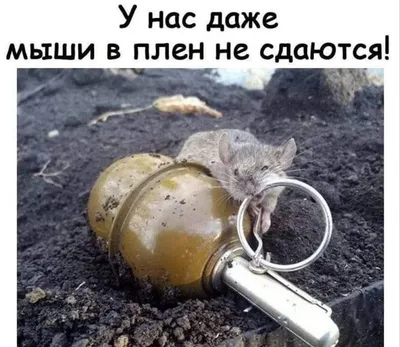 Pin by Izya Shniperson on Моя Россия | Funny memes, Bones funny, Animal  humour