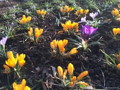 Дом Швейных Машин - 🌼🌺🌸Поздравляем с праздником 1 Мая. Для многих людей  этот день символизирует приход весны, тепла. ☀️☀️☀️Пусть каждый год с  наступлением Весны у Вас появляются новые обоснованные надежды на перемены