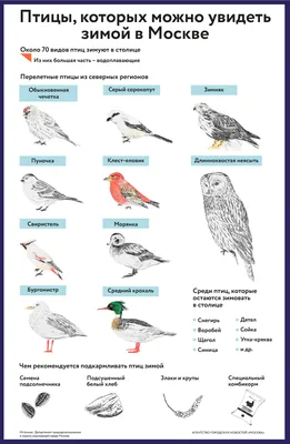 Как правильно кормить птиц зимой - Инфографика - РИАМО в Реутове