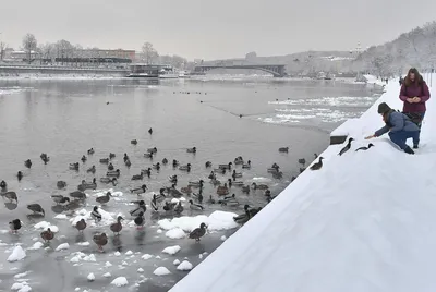 ПОКОРМИТЕ ПТИЦ ЗИМОЙ!