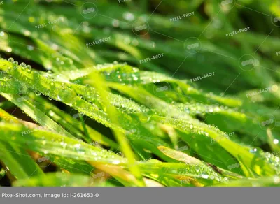 Капли росы на траве - 72 фото