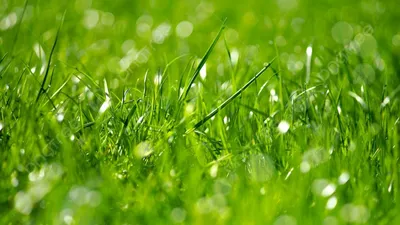 красивая зеленая трава с росой, крупный план :: Стоковая фотография ::  Pixel-Shot Studio