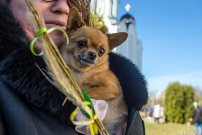 Как фотографировать собак и других домашних животных