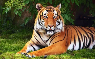 Обои с Тиграми 2022 на рабочий стол и телефон | Tiger wallpaper, Tiger  images, Pet tiger