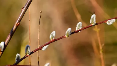 Пасхальная мини-композиция с вербой - Цветочный блюз