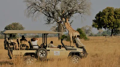 Best Time to Go on an African Safari | Zicasso