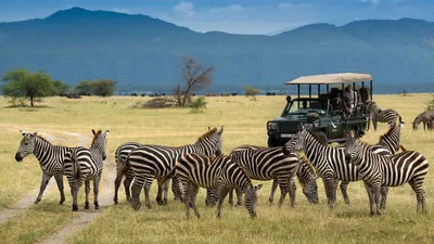 The best places — and best times — to take a safari