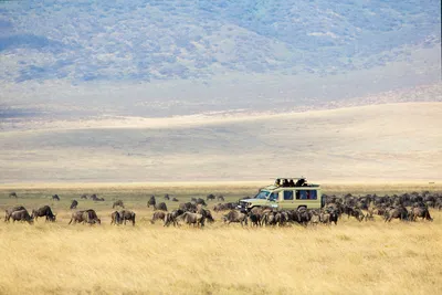 Safaris | San Diego Zoo Safari Park