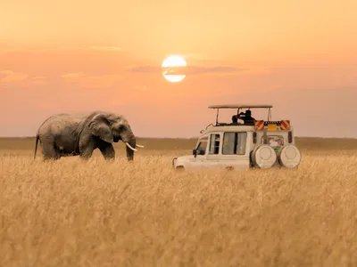 Where to go for your first safari in Africa - Lonely Planet