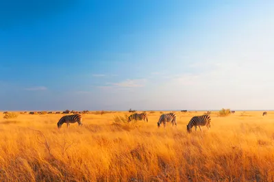 How to Plan a Safari in Botswana, According to Experts