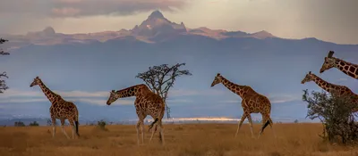 African Animals: 46 Amazing Safari Animals To See In Africa